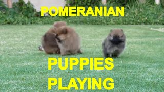 POMERANIAN PUPPIES PLAYING 1  ACER [upl. by Trevor]