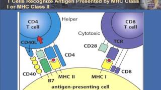 T Cell Activation and Control [upl. by Une]