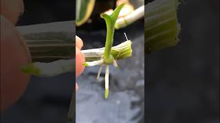 orchid propagation easy fast garden [upl. by Arakaj]