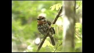 Natuurreservaten van Suriname  Coesewijne [upl. by Dickerson]