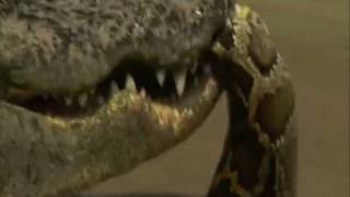 Crocodile vs Python  Croc destroys big python [upl. by Nawor]