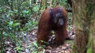 Adult male Bornean orangutan fast long calls and kiss squeaks at observers [upl. by Aneret]