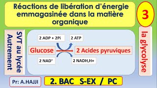 Etapes de la glycolyse explication claire et complète SVT  2 Bac [upl. by Lunseth]