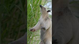 Tamandua animal facts video🤡🤯 shorts ytshorts cuplegoals realfools Themrfactstamanduá cuple [upl. by Greggory]