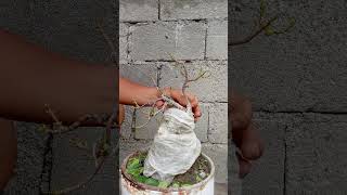 defoliation bonsai bonsaisancang bonsaitree shorts shortsviral shortsfeed nature viral [upl. by Haik]