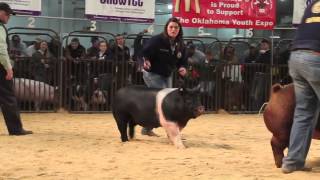 Sure Champ 2013 Oklahoma Youth Expo Purebred Gilt Grand Drive [upl. by Issej]