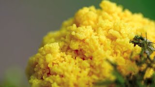 Fuligo septica timelapse  Pulsating Slime mold [upl. by Haissem]