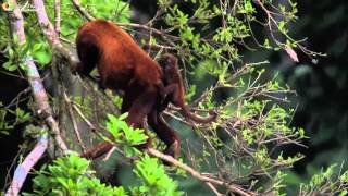 Parque Nacional del Manu 40 años protegiendo una de las zonas con mayor biodiversidad del planeta [upl. by Helmut]