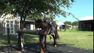 2 of 8  New Guy With No Horse Experience Saddles amp Rides A Mustang For The First Time With No Bit [upl. by Bamford]