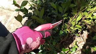 Basic Pruning Tip 5 Trachelospermum jasminoides Chinese star jasmine Trish The Gong Gardener [upl. by Tnarud]