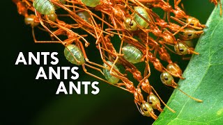 How Do Weaver Ants Build Their Nests ft AntsCanada [upl. by Ellinet]