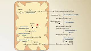 Heme synthesis  Biochemistry  NEET PG  By Dr Amit Maheshwari [upl. by Jennica]