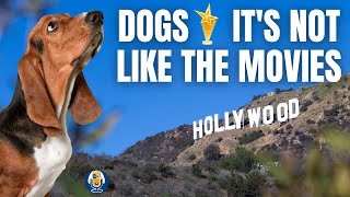 How Hollywood Made Life Tough For Dogs 3 [upl. by Weinman885]