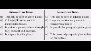 Difference between Chlorenchyma TissueAerenchyma TissueAR Edusite📘📗📘📗🥰 [upl. by Nappie]