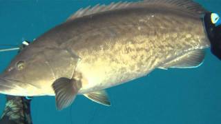 Spearfishing with buddies  Grouper Cobia Muttons Permit [upl. by Anaehs]