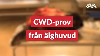 CWD Så här tar du prov från ett älghuvud [upl. by Hill]