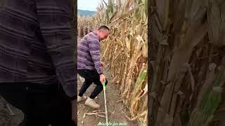 Essential Tools for Rural Farmer  Practical Use of Farming 🌽🌽Tools shorts youtubeshorts [upl. by Benton]