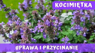 Kocimiętka  Nepeta  Gdzie ją posadzić jak uprawiać i przycinać aby długo i obficie kwitła 💜💜💜 [upl. by Enairda]