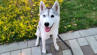 🔴 Come Hang Out with My Husky LIVE [upl. by Etnomal682]