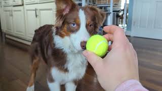 Demo of an Automatic Dog Ball Launcher  Fun Playtime with Your Pup [upl. by Acirdna63]