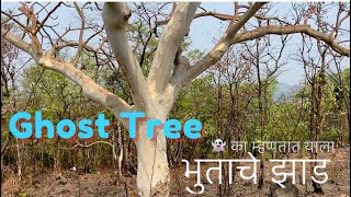 GhostTreeSterculia urens 👻 भुत्याचे झाड🧐wildlifeworldrammundhe2020 [upl. by Hgiel426]