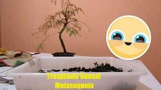 Trasplante Bonsai Metasequoia [upl. by Donnelly]