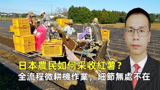 日本農民如何采收紅薯？全流程微耕機作業，細節無處不在！ [upl. by Roosevelt235]