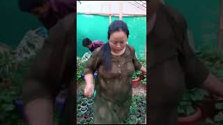 multiflora godawari chrysanthemum cleaning and some tips [upl. by Zohar621]