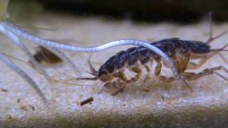 Asellus aquaticus waterlouse [upl. by Hoover]