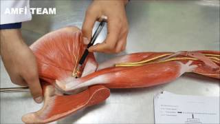 Plexus Cervicalis Brachialis Lumbalis ve Sacralis Anatomisi [upl. by Bithia]