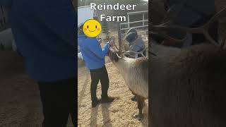 Reindeer Farm Christmas adventure kidsvideoreindeer christmas [upl. by Niamor]