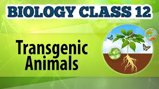 Transgenic Animals  Genetic Engineering and Genomics  Biology Class 12 [upl. by Erlewine]