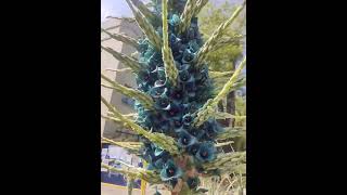 PUYA ALPESTRIS flowers youtubeshorts [upl. by Bara340]