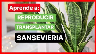 🌱 Como REPRODUCIR y TRANSPLANTAR una planta de SANSEVIERIA 💚💚 [upl. by Tarah]