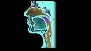 Pathology of oesophagus  Motility disorders [upl. by Muiram]