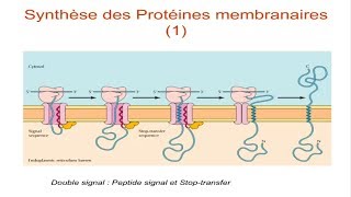 Les ribosomes et la synthèse protéique [upl. by Agiaf261]