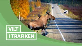 Ta Körkort  Vilt i trafiken [upl. by Anilecram]