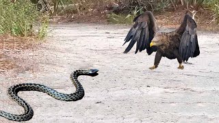 Long Time Hungry Eagle Attacks Snake  What Happens Next [upl. by Kalikow765]