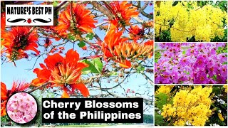 10 Fruit Bearing Trees In The Philippines [upl. by Robbyn]