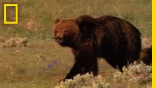 Grizzly Bears vs Wolves in Yellowstone  National Geographic [upl. by Ahs]