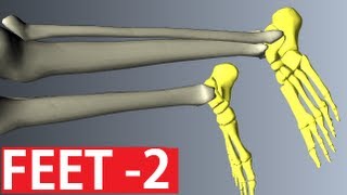 Foot Anatomy  Ankle Anatomy  Anatomy Tutorial Part 2 [upl. by Jerald]