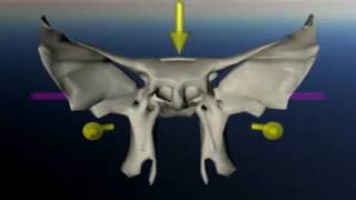 Sphenoid in craniosacral movement [upl. by Eilsil]