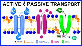 Active vs Passive Transport Compare and Contrast [upl. by Yregerg]