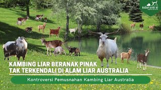 KOK BISA KAMBING DIBASMI Australia Membasmi Ratusan Ribu Kambing Liar [upl. by Elwin]