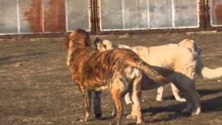 Spanish mastiff Mastin espanol Jch Umberta Lili Tornado Erben playing [upl. by Ahsat]