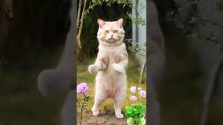 cat dance video cat dance meme cat dance song cat dance chinese song cat dance YouTube [upl. by Ettelrats]