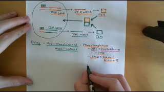 Circadian Clocks Part 1 [upl. by Ainud]