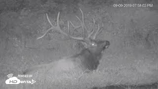 2019  Benezette Pa Elk Cam 99 night highlights [upl. by Netsrak]