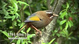 2014 Endemic Birds of Taiwan新台灣特有25種野鳥 [upl. by Terrena798]