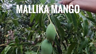 Mallika Mango 🥭 മല്ലിക മംഗോ [upl. by Yrotciv]